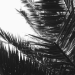 trøpical paradise
