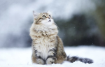 SnowKitties