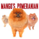 Mango's pomeranian