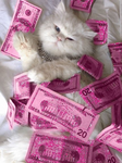 Daniela y sus gatitos
