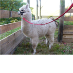 Alpaca fan club