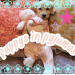 Puppies in pyjamas