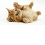 Meow Army