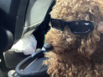 Mocha the golden doodle