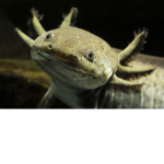 The Team Axolotl