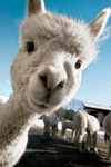 Llama Army for life!!