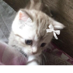 pawseii