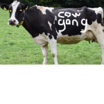 Cool cow gang