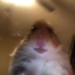 Die Kuhlen Ratten