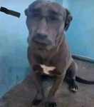 Meme .Co.
