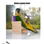 The Swag Parrots