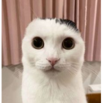 daddi xiao