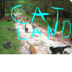 The Cat Land