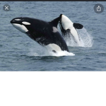 TheKillerWhales
