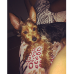 this is my dog omg like