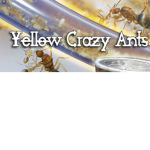 yellow crazy ants!