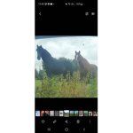 Horse group .hppts. Plz join:)
