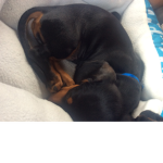 Adopt me supporting group