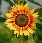The cloudy sunflowers