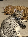 ULTIMATE METAVERSE OF CATS