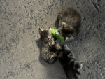 Ash’s cat stars