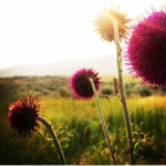 Fire Flowers Attack