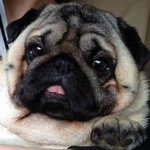 My pug is driving me insane! (story)