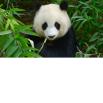 pandas are the best animal!