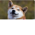 Doge House Studios