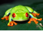 Froogy Fans