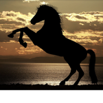 Sunset Riding Academy!