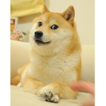 The Club For The Doges!