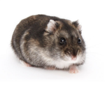 The Hamster lovers!