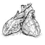 Double hearts