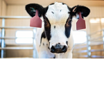 Baby Cows Squad
