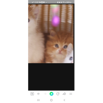 고양이 그룹1234