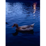 THE POND DUCKS