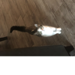 cats or war
