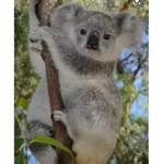 CuddlyxxKoalasxx