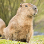 -Capybara Gang-