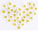 Spring daisies