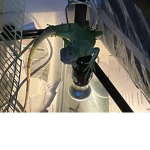 The best of the best iguana and lizards