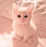 Lv cats <3