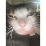<+. H3ll .+>