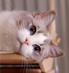 핑크 고양