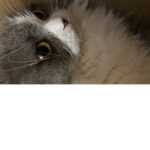 Plkctslps_bobuc_giveaway