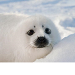 Seals Clothing
