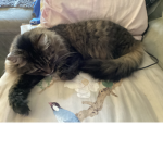 Kittynoodles