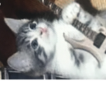 The rock meows