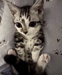 Unkitty wonder club